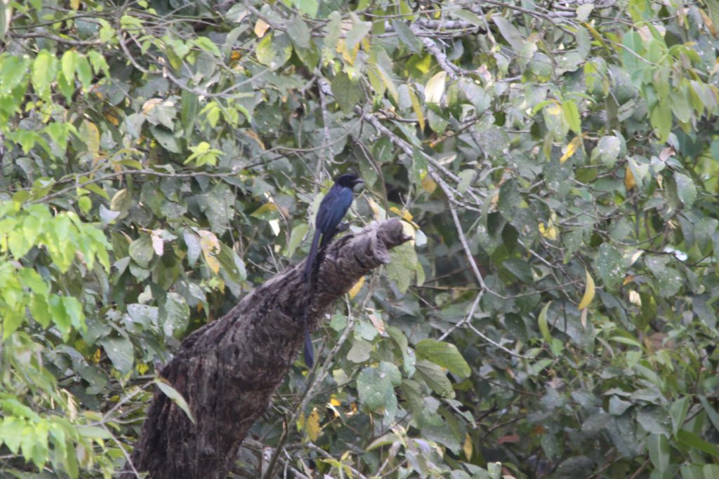 Bardiya national park (93)