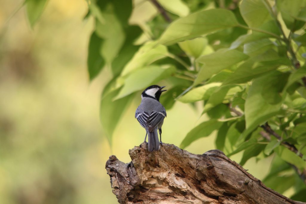 Bardiya national park (94)