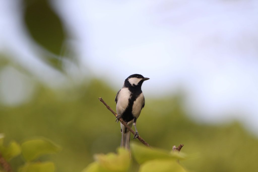 Bardiya national park (95)