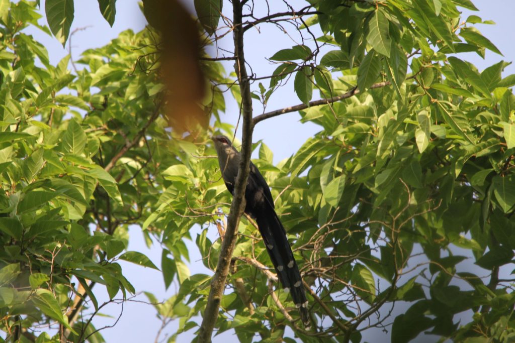 Bardiya national park (96)