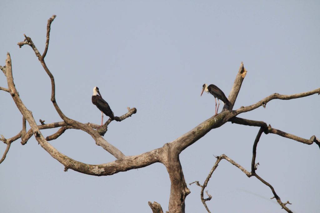 Bardiya national park (97)