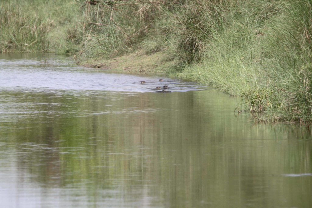 Bardiya national park (98)