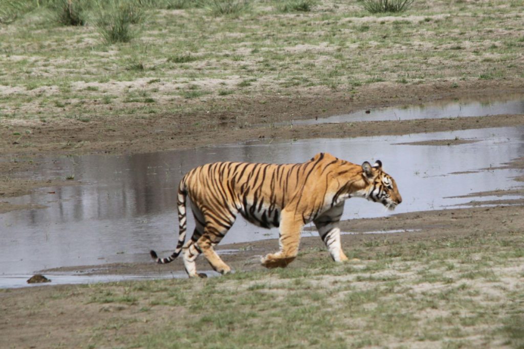 Bardiya national park (99)