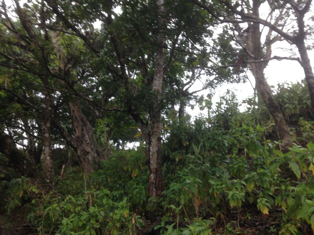 Environment volunteer (10)