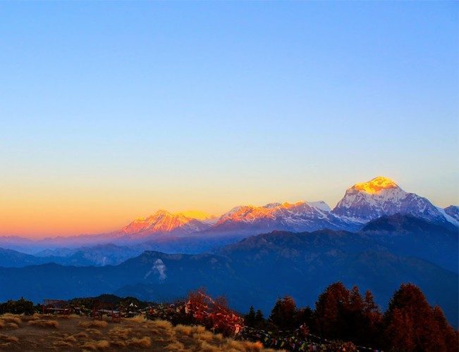 Rhododendron trek annapurna region (1)