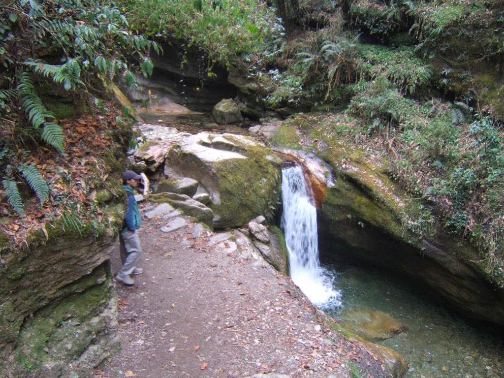 Rhododendron trek annapurna region (3)