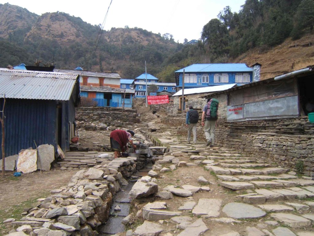 Rhododendron trek annapurna region (4)