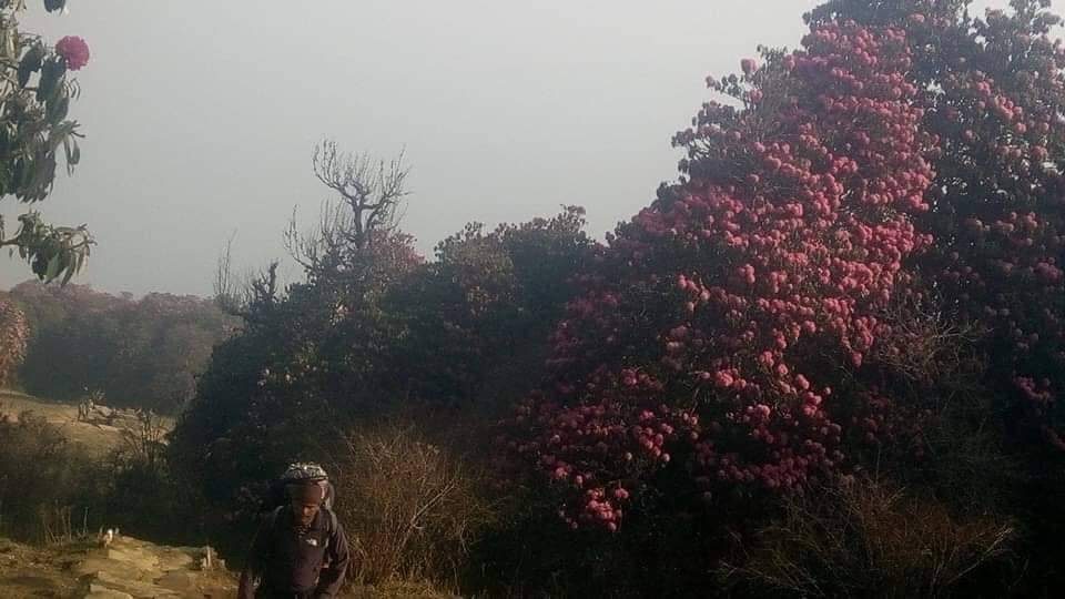 Rhododendron trek kanchenjunga regionjpg (1)