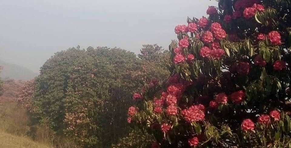 Rhododendron trek kanchenjunga regionjpg (2)