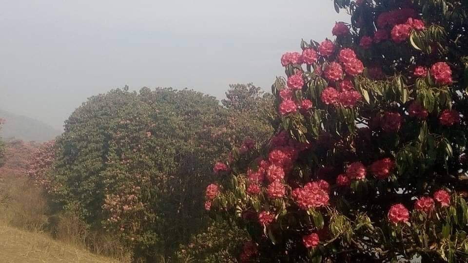 Rhododendron trek kanchenjunga regionjpg (2)