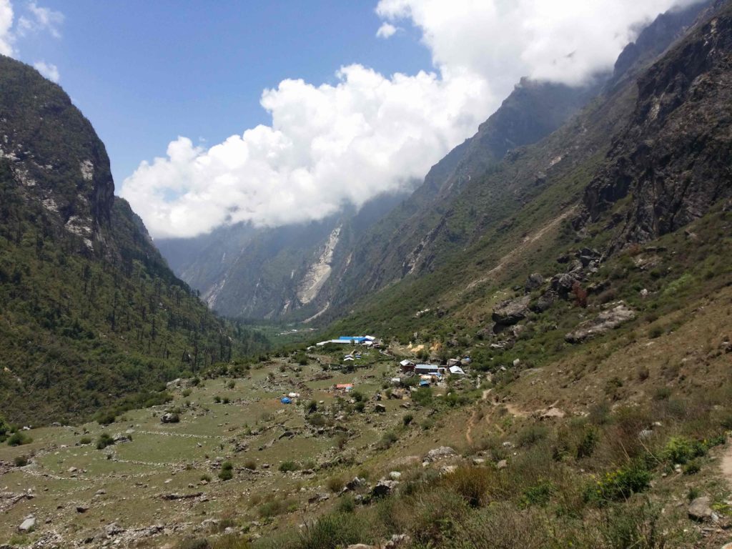 Rhododendron trek langtang region (1)