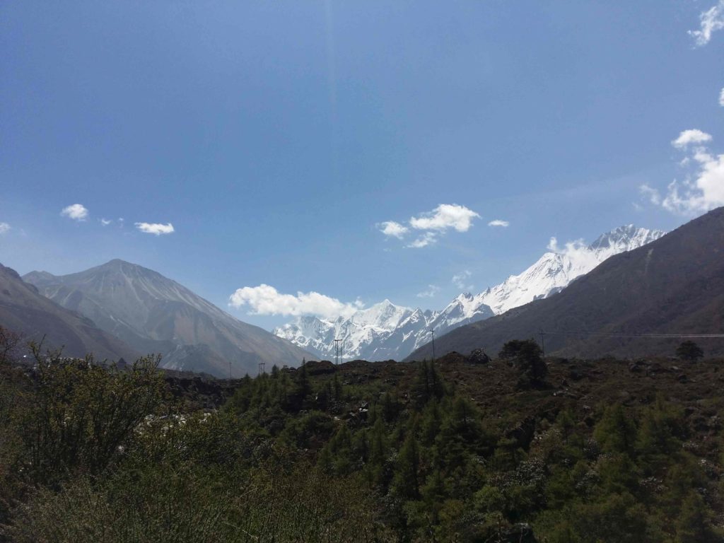 Rhododendron trek langtang region (3)