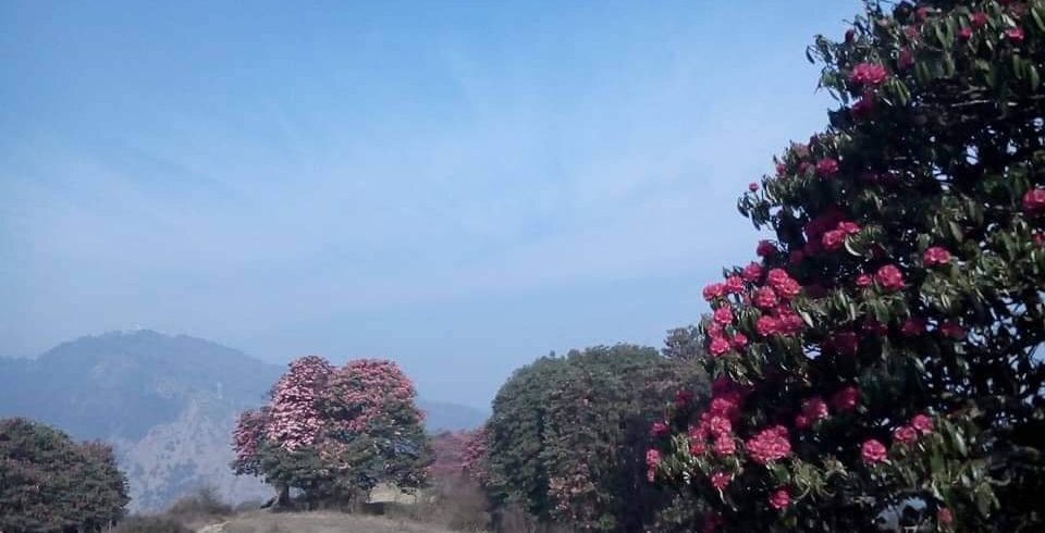Rhododendron trek langtang region (7)