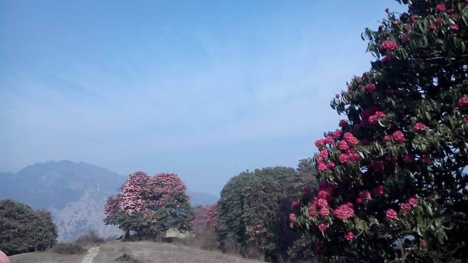 Rhododendron trek langtang region (7)