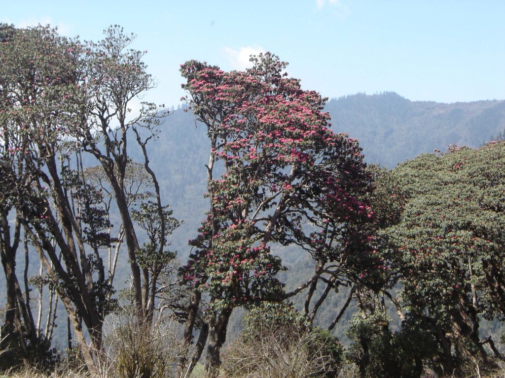 Ghorepani poon hill ghandruk trek (16)